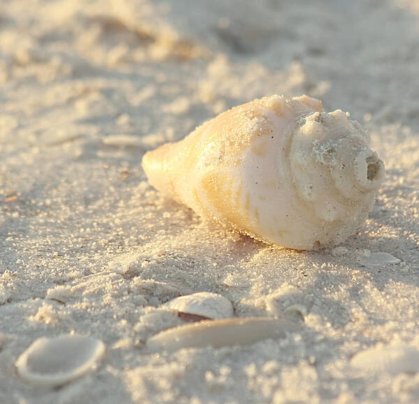 Nature Poster featuring the photograph Sea Shells by Kim Hojnacki