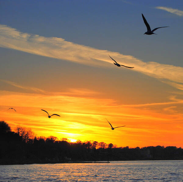 Seagul Poster featuring the photograph Seagull Serenity by Frozen in Time Fine Art Photography