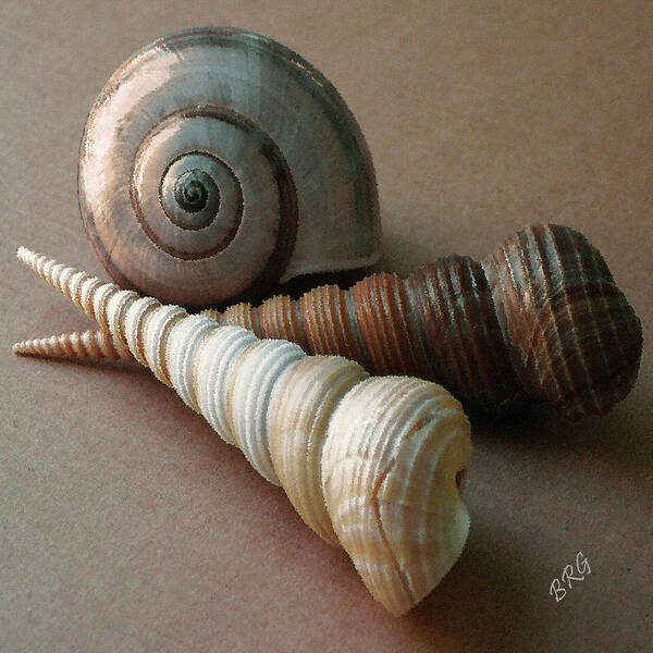 Seashell Poster featuring the photograph Seashells Spectacular No 29 by Ben and Raisa Gertsberg
