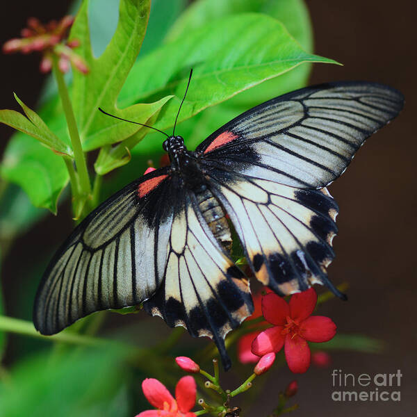 Scarlet Swallowtail Poster featuring the photograph She's A Beauty by Tamara Becker