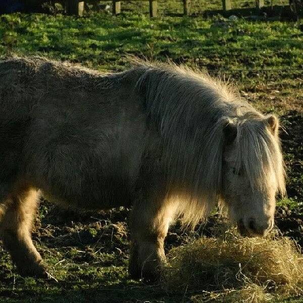  Poster featuring the photograph Shetland Pony by Aaron Eckersley