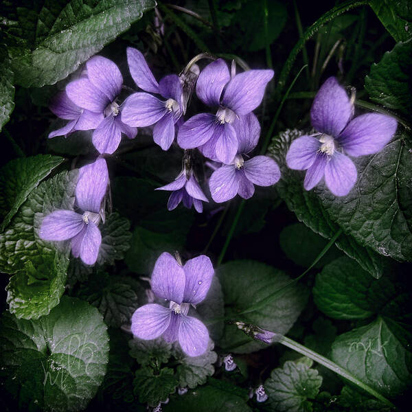 Violet Poster featuring the photograph Shy Violets by Louise Kumpf