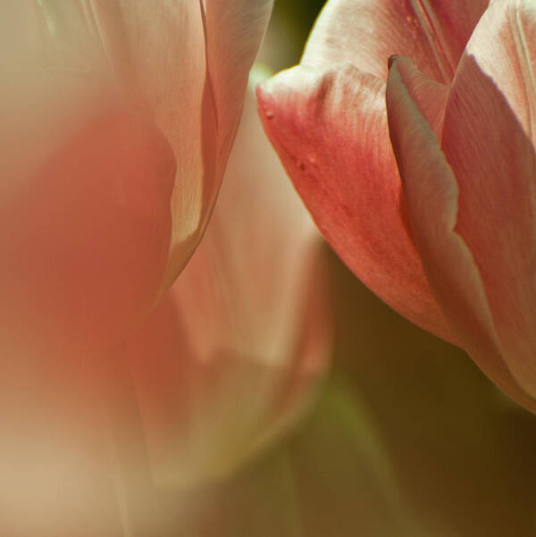 Tulips Poster featuring the photograph Silky Soft by Jani Freimann