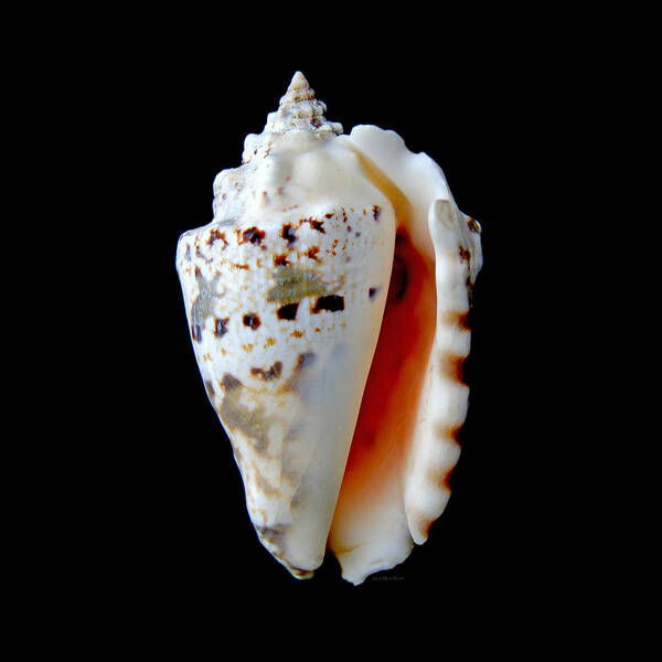 Shell Poster featuring the photograph Silver Conch Seashell by Jennie Marie Schell