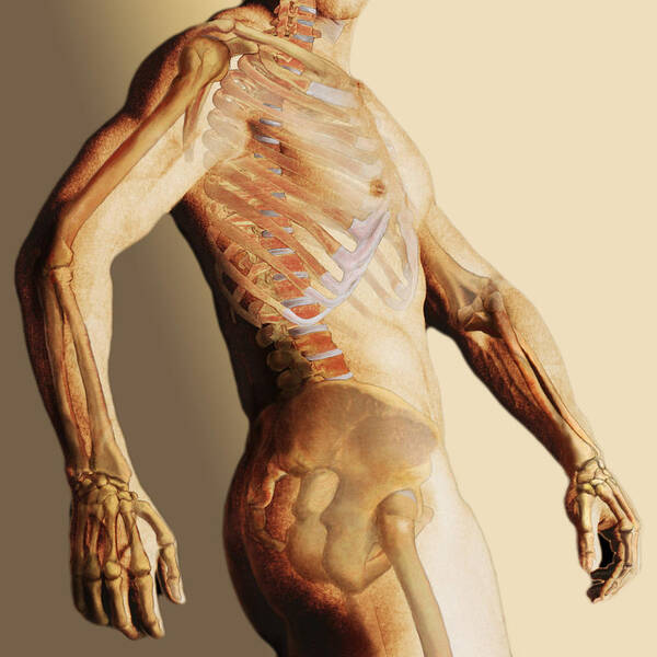 Anatomical Illustration Poster featuring the photograph Skeletal System by Anatomical Travelogue