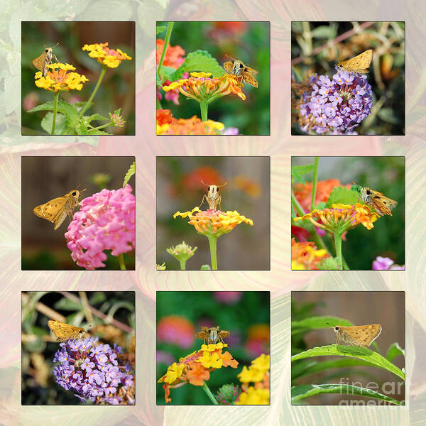 Butterfly Poster featuring the photograph Skipper Butterfly Collage by Debra Thompson