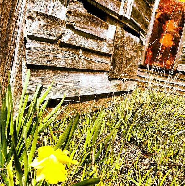 Daffodil Poster featuring the photograph Slash of Spring by Ciara Stumm