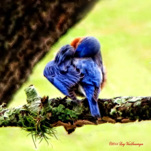 Bluebird Poster featuring the photograph Sleepy Bluebird by Lucy VanSwearingen