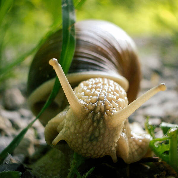 Snail Poster featuring the photograph Snail closeup by Matthias Hauser