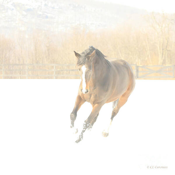 Horse Poster featuring the photograph Snow Fun by Carol Lynn Coronios