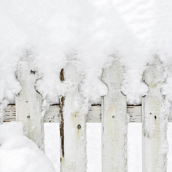 Snow Poster featuring the photograph Snow on a white picket fence by Marianne Campolongo