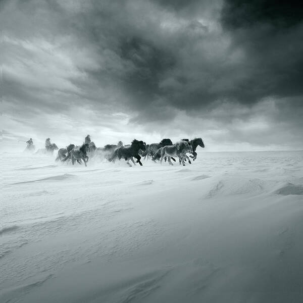 Horses Poster featuring the photograph Snowy Field by Shu-guang Yang