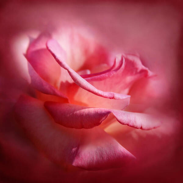 Rose Poster featuring the photograph Soft Pink Rose by Sally Bauer