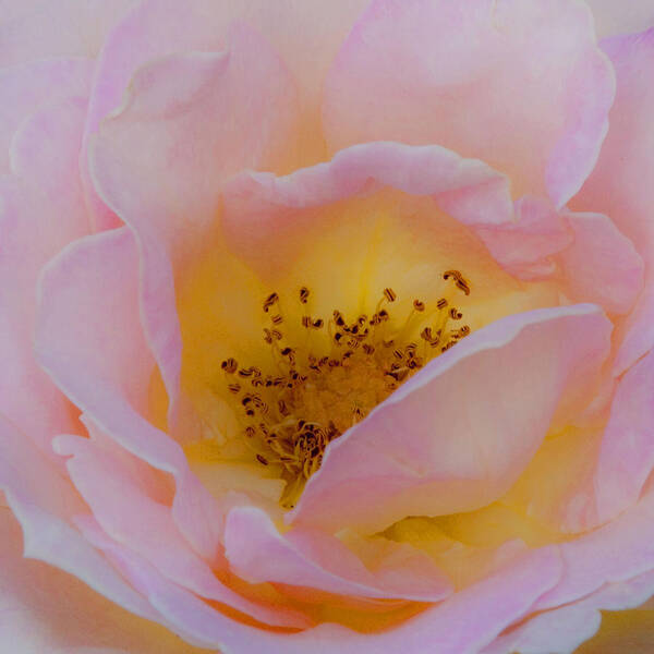 Shabby Chic Poster featuring the photograph Softly Rose by Theresa Tahara