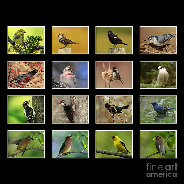 Song Birds Of Canada Poster featuring the photograph Song Birds of Canada Collection by Inspired Nature Photography Fine Art Photography