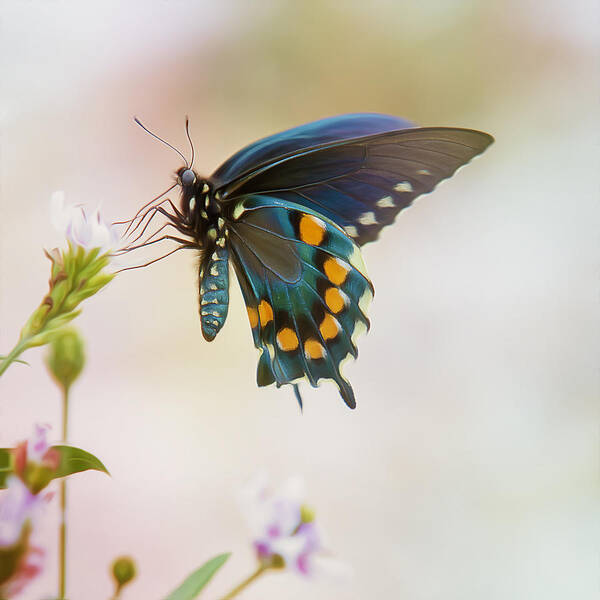 Insect Poster featuring the photograph Spicebush Swallowtail Butterfly by Bill and Linda Tiepelman