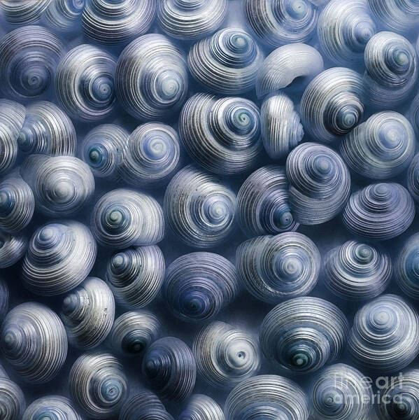 Snails Poster featuring the photograph Spirals Blue by Priska Wettstein
