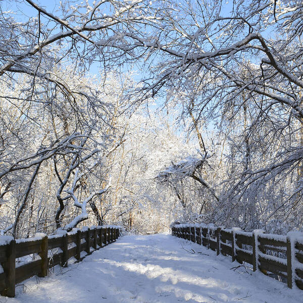 Winter Poster featuring the photograph Spring Snow Bridge by Forest Floor Photography