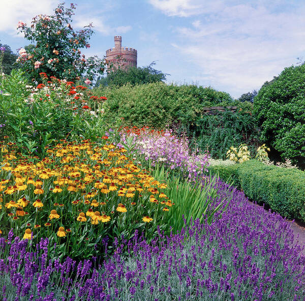 Herbaceous Border Poster featuring the photograph Summer Border by Anthony Cooper/science Photo Library
