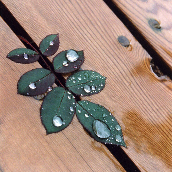 Rain Poster featuring the photograph Summer Rain by Stephen Prestek