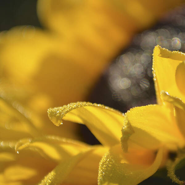 Raindrops Poster featuring the photograph Sundrops by Forest Floor Photography