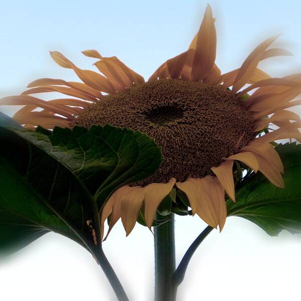 Sunflower Poster featuring the photograph Sunflower 4 by Anne Thurston