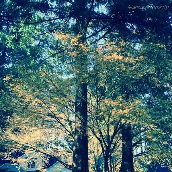 Vine Poster featuring the photograph Sunlight Through Vine Maples by Anna Porter