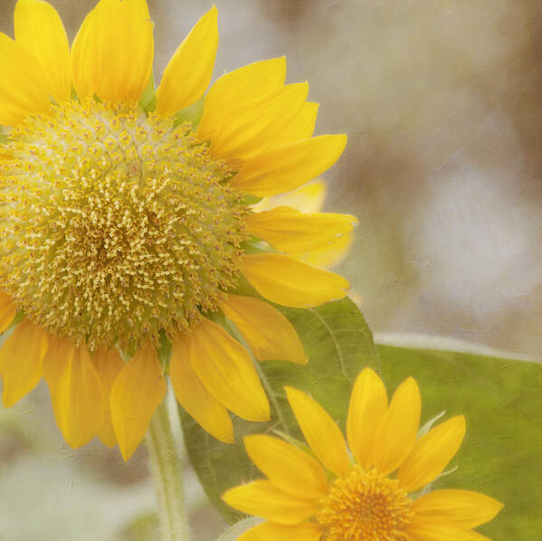Yellow Flower Poster featuring the photograph Sunny Side Up by Kim Hojnacki