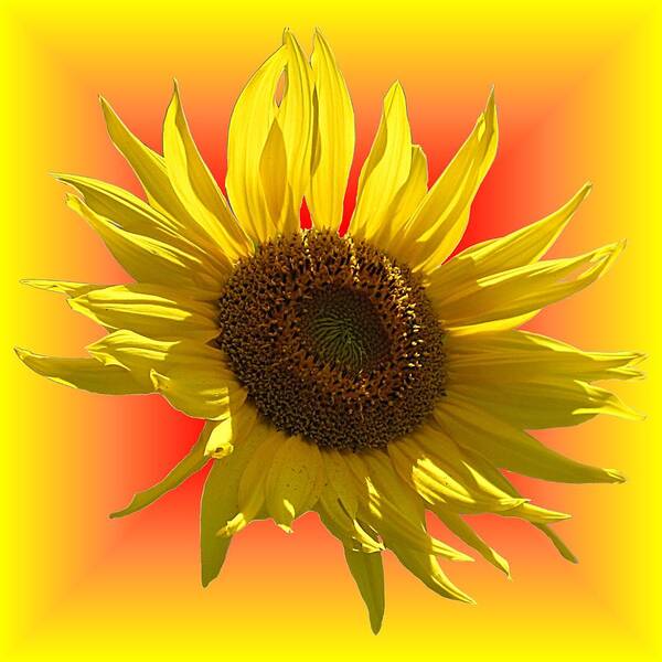Sunflower Poster featuring the photograph Sunny Sunflower on Warm Colors by MTBobbins Photography