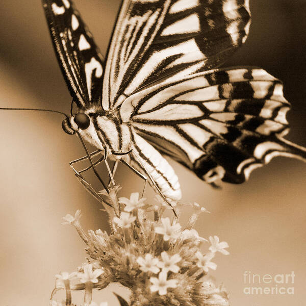 Butterflies Poster featuring the photograph Swallowtail Butterfly 2 by Chris Scroggins