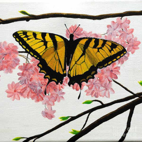 Butterfly Poster featuring the painting Swallowtail in Cherry Blossoms by Jane Axman