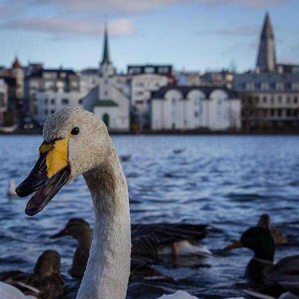 Iceland Poster featuring the photograph #swan #reykjavik #iceland #tjörnin by Anna Sig