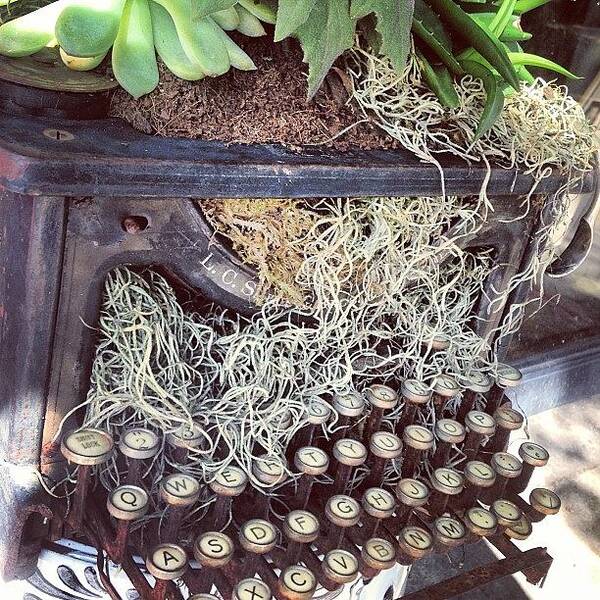 Typewriter Poster featuring the photograph Sweet Planter by Keith L