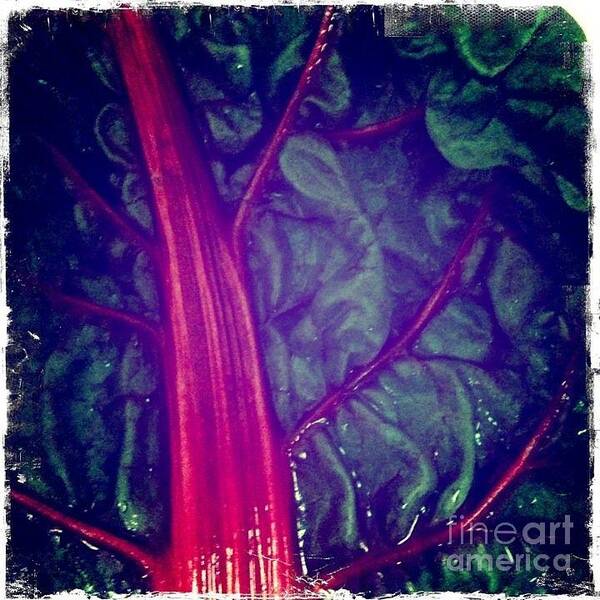 Swiss Chard Poster featuring the photograph Swiss Chard by Denise Railey