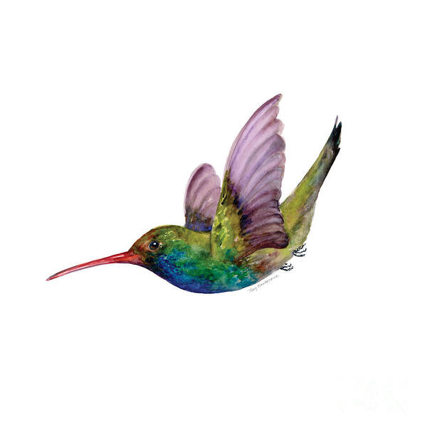 Bird Poster featuring the painting Swooping Broad Billed Hummingbird by Amy Kirkpatrick
