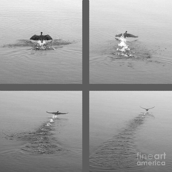 Cormorant Poster featuring the photograph Takeoff by Randi Grace Nilsberg