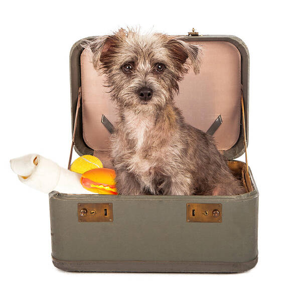 Dog Poster featuring the photograph Terrier Dog in Suitcase by Good Focused