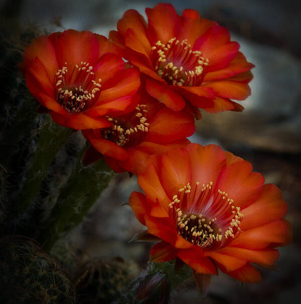 Red Cactus Flower Poster featuring the photograph The Beauty of RED by Saija Lehtonen