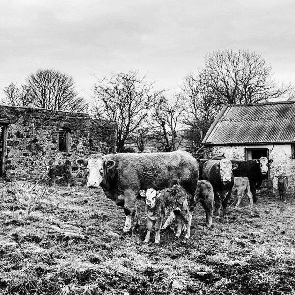  Poster featuring the photograph The Bovine Family, Northern Ireland by Aleck Cartwright