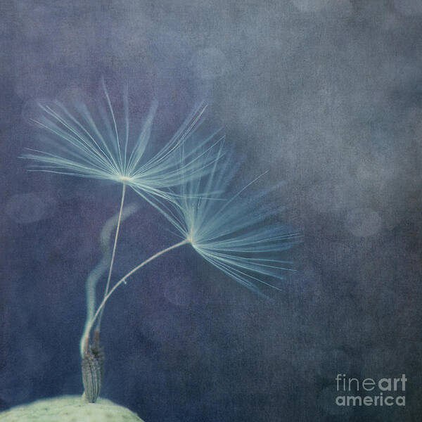 Dandelion Poster featuring the photograph The last dance by Priska Wettstein