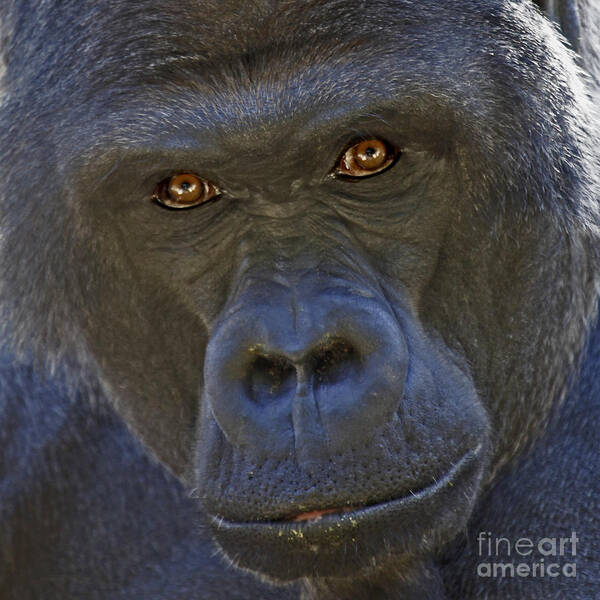 Gorilla Poster featuring the photograph The Stare by Liz Leyden