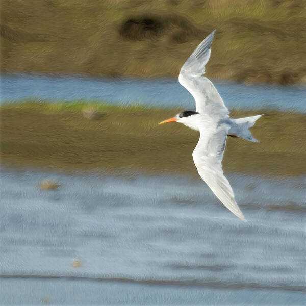 Tern Poster featuring the photograph The Tern Sq by Ernest Echols