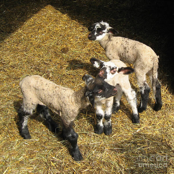 Lambs Poster featuring the photograph Three Little Lambs in Spring Sunshine by Conni Schaftenaar