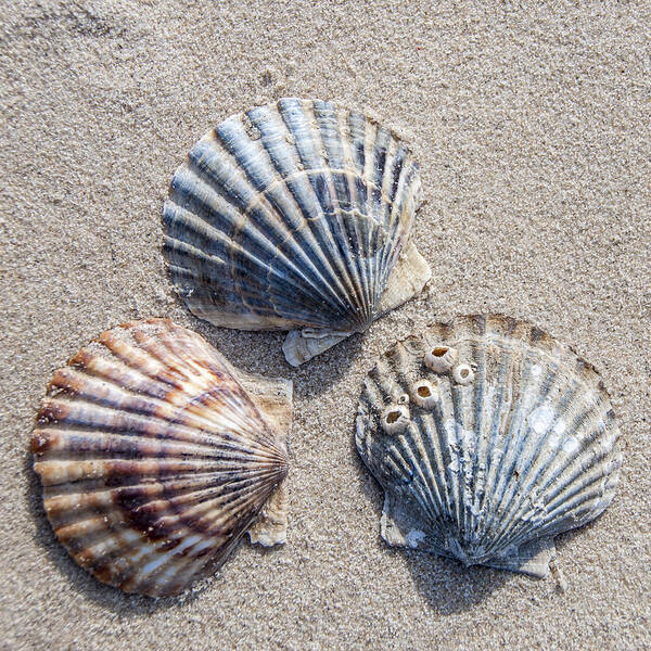 Shells Poster featuring the photograph Three Shells by Cathy Kovarik