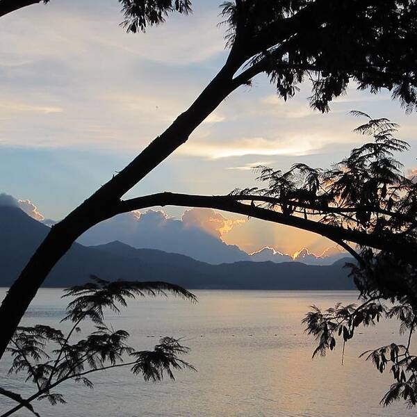 Tree Poster featuring the photograph View through the branches by Josias Tomas