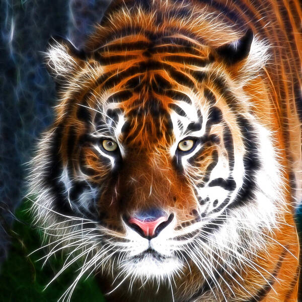 Wildlife Poster featuring the photograph Tiger Close Up by Steve McKinzie