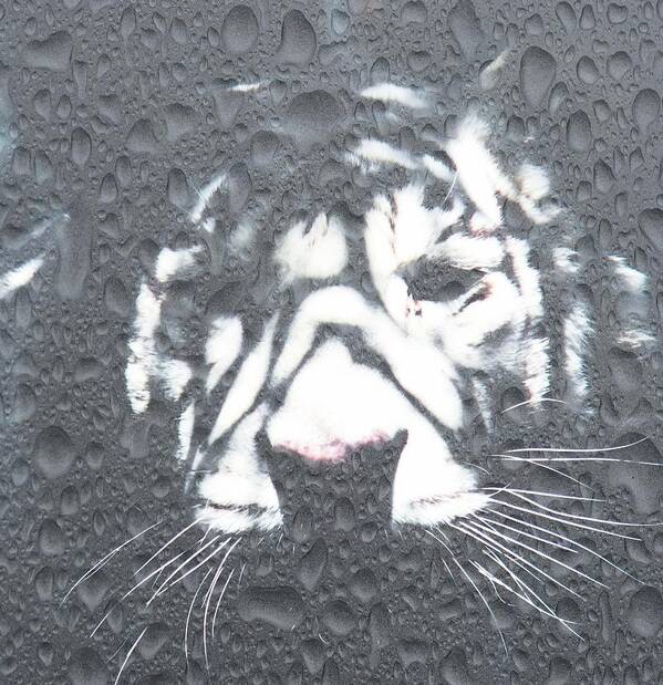 Tiger Poster featuring the photograph Tiger Rain by Amanda Eberly