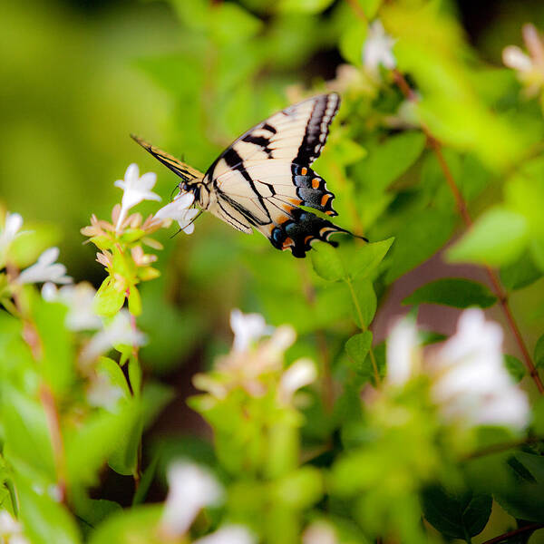 Butterfly Poster featuring the photograph Tiger Swallowtail Butterfly by Michael Clubb