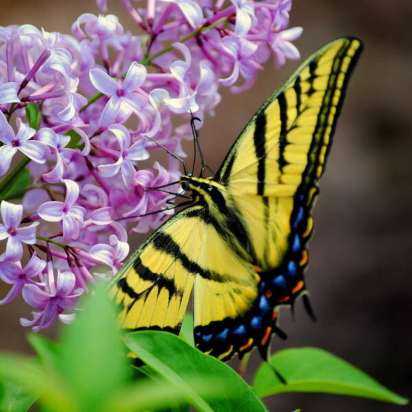 Butterfly Poster featuring the photograph Tiger Swallowtail Butterfly by Nathan Abbott
