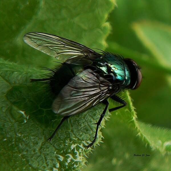 To Be The Fly On The Salad Greens Poster featuring the photograph To be the Fly on the Salad Greens by Barbara St Jean